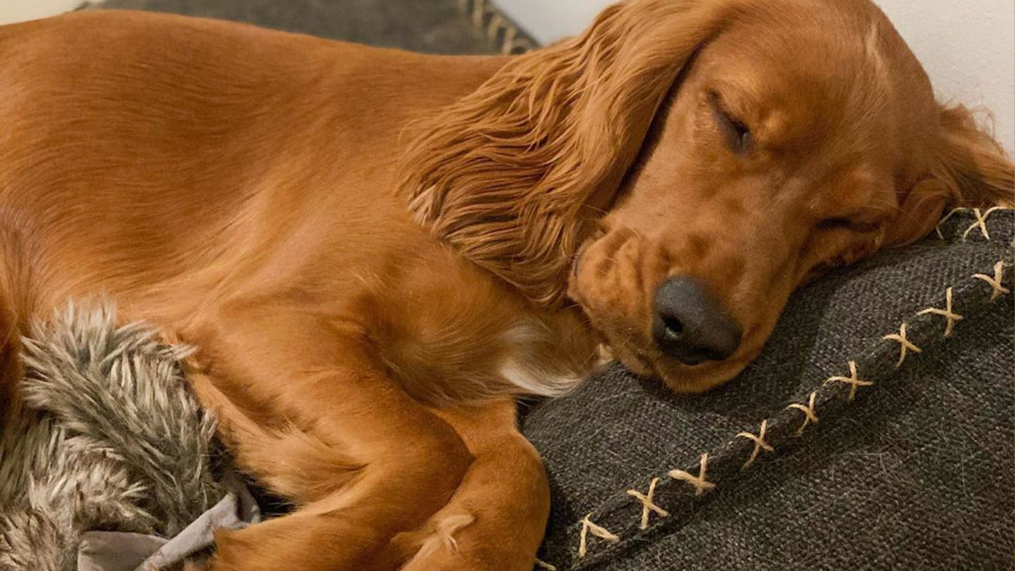 Dog bed - Exklusive Hundebett für Ihr hund