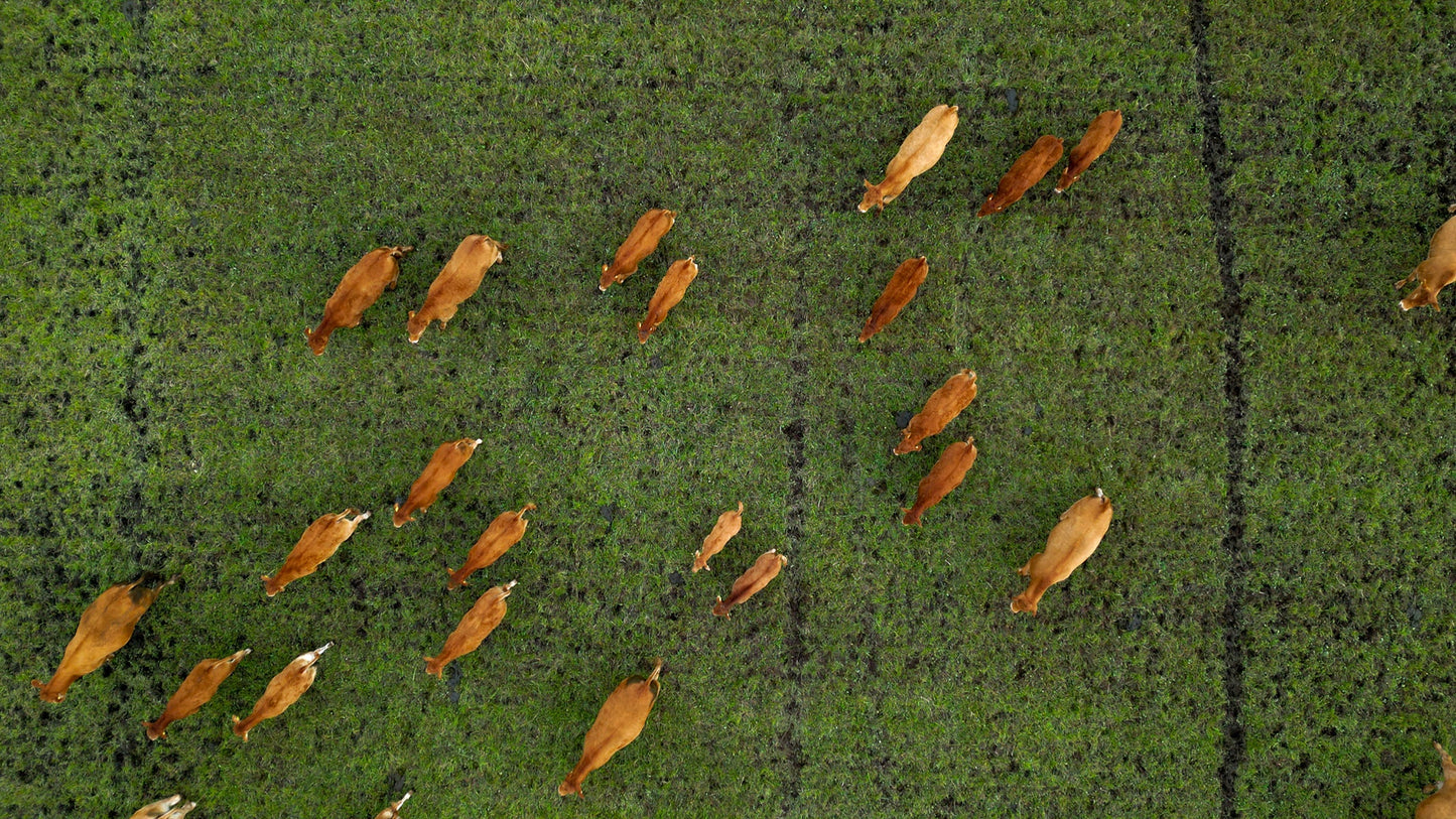 Nordic Bar Stool - Black Stained Oak - Exklusiver Barhocker aus Eiche & Leder