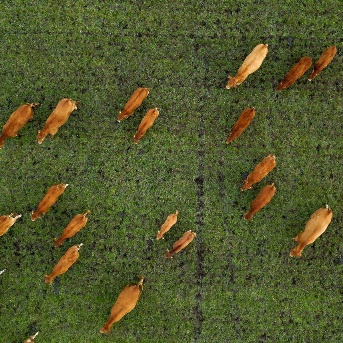 Frame Bar Stool - Leather w/ backrest - Barhocker aus Leder und pulverbeschichtetem Stahl mit Rückenlehne